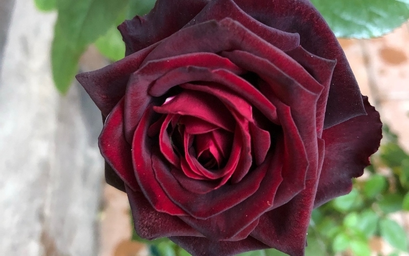 1.Black Baccara Rose