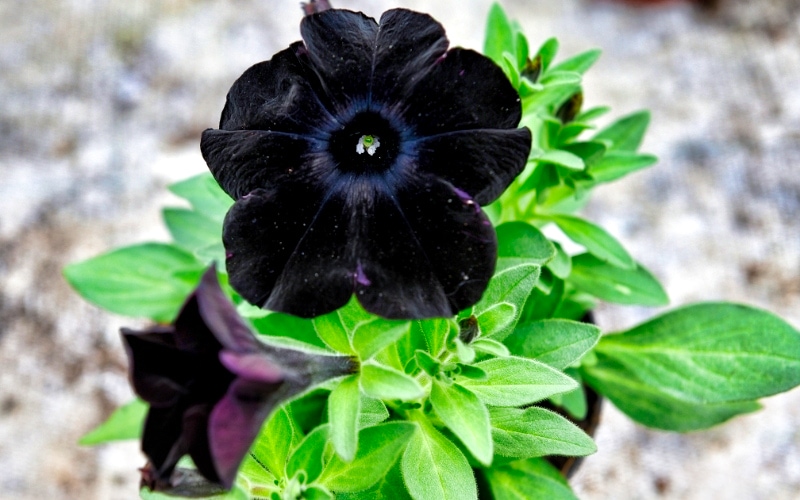 11.Petunia (Black Cat)