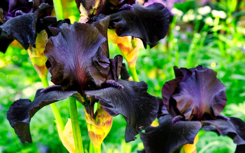 20.Black Iris