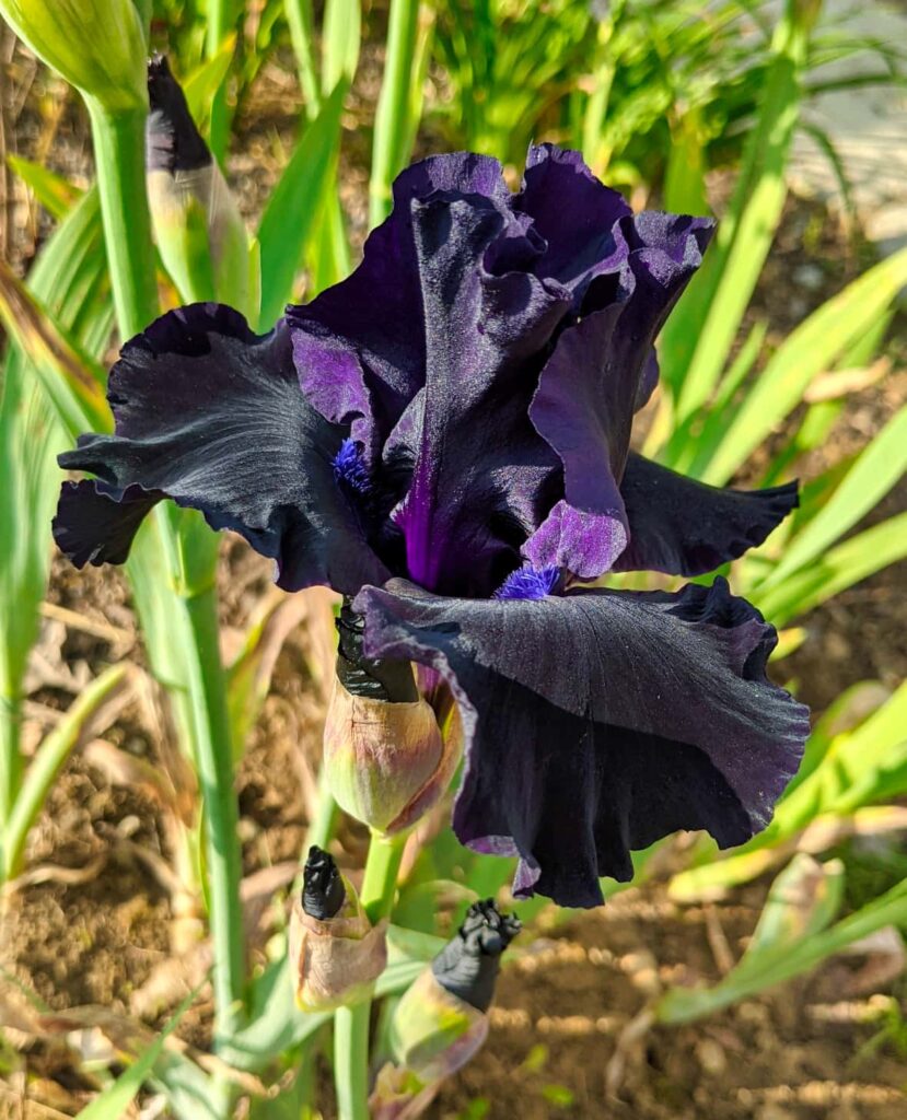 29.Black Bearded Iris