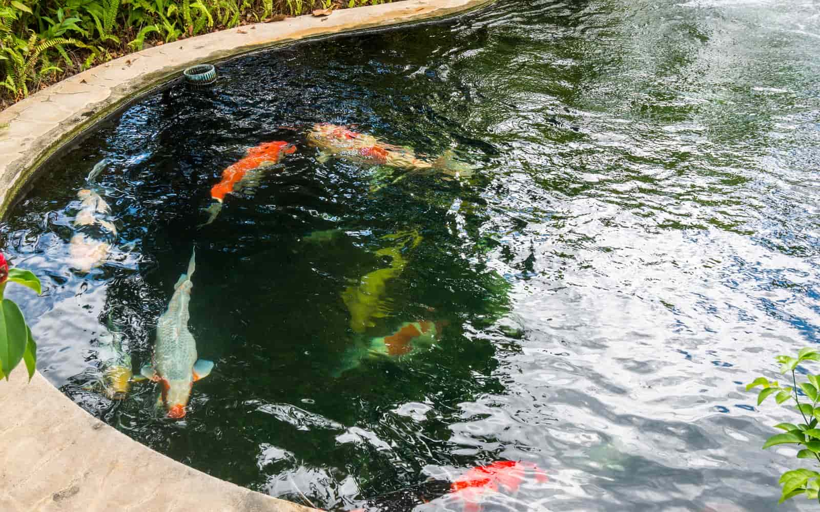 3. Backyard Pond With Fish