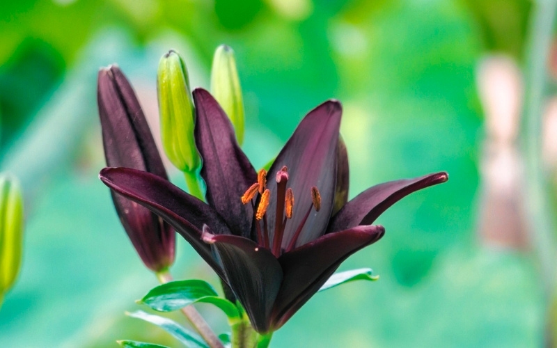 32. Black Charm Asiatic Lily