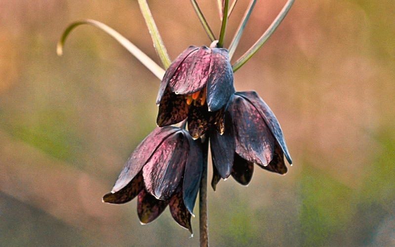 6. Black Fritillaria Purple Dynamite