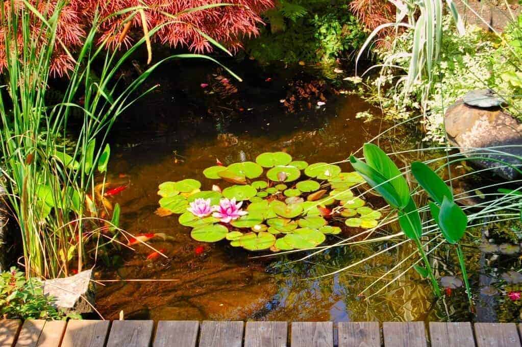 6. Multiple-Water-Plants-in-Backyard-Pond