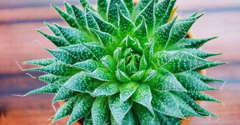 Aloe Vera Plant Care for New Gardeners (In-depth Guide)