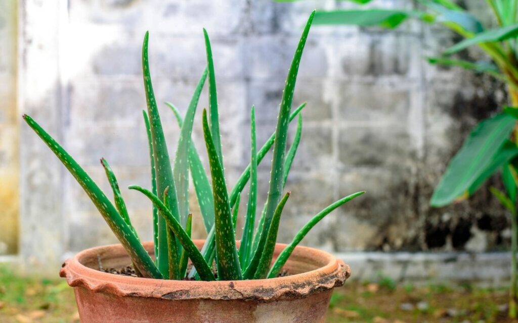Aloe Vera Plant in Container