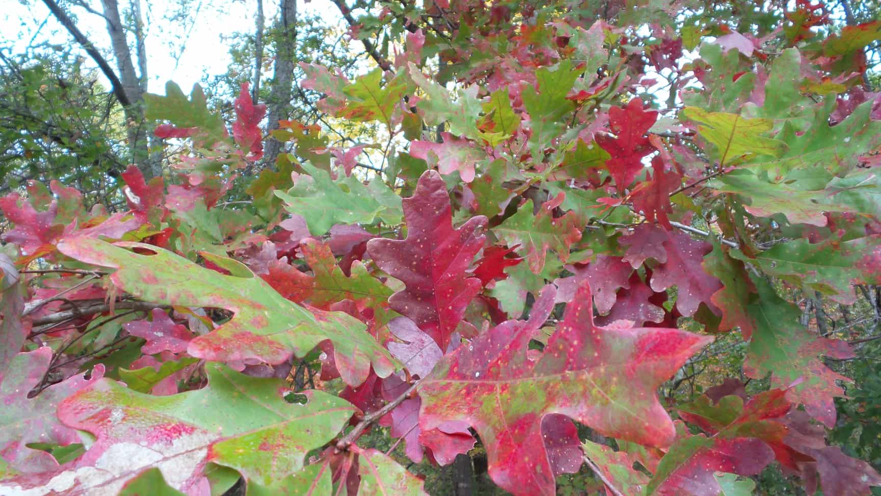 American White Oak Colored Leaf