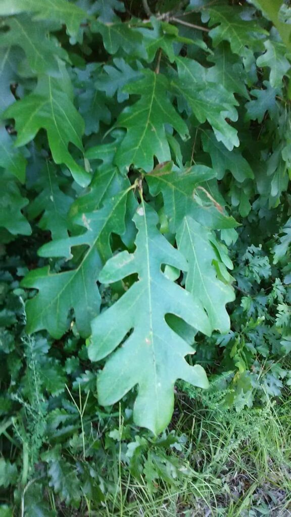 American White Oak Green Leaf