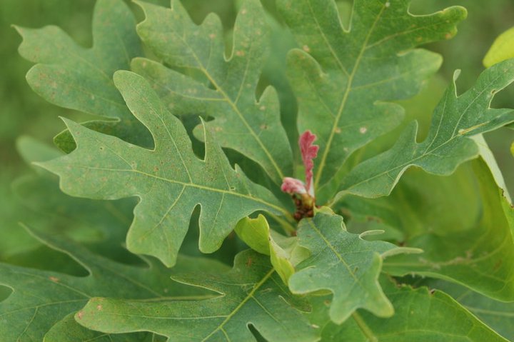 American White Oak Leaf