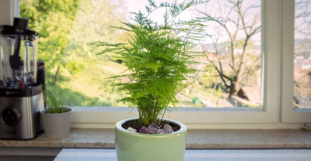 Asparagus-Plumosa-Fern-indoor