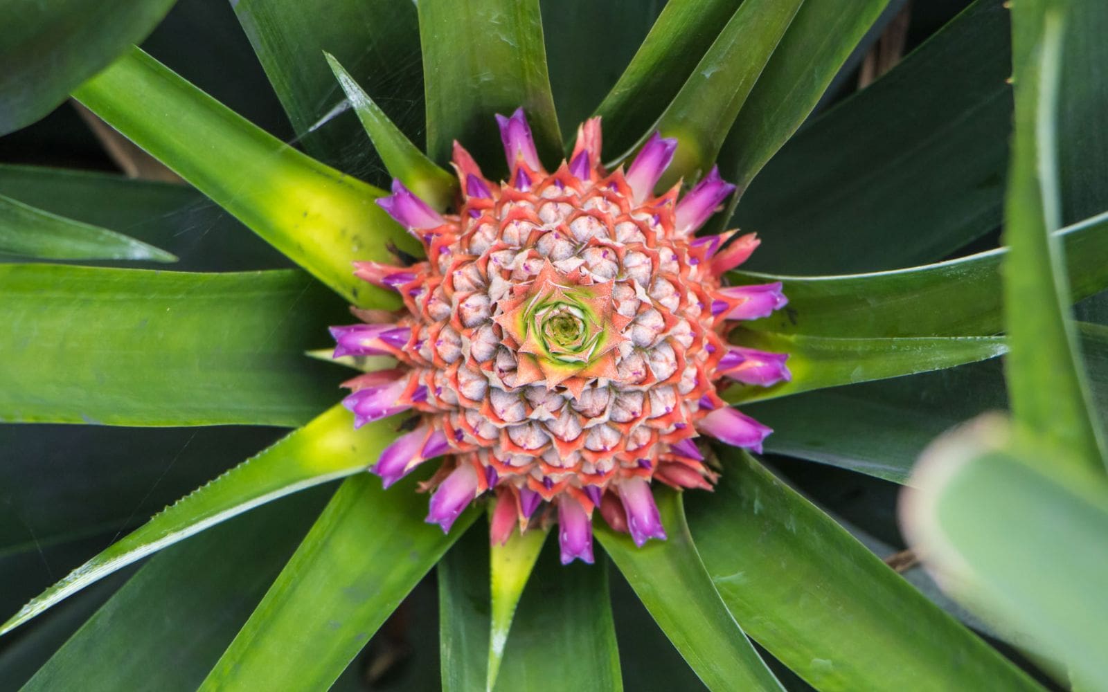 Beautiful-Pineapple-Flower