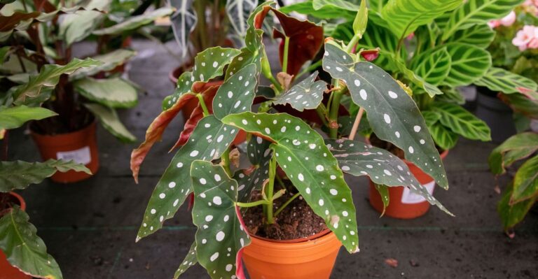 Growing Begonia Maculata: Easy Guide on How to Plant and Care