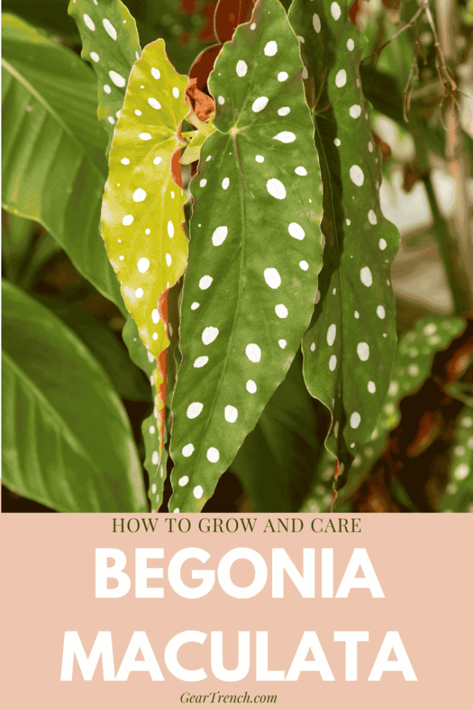 Begonia Maculata How to Grow and Care