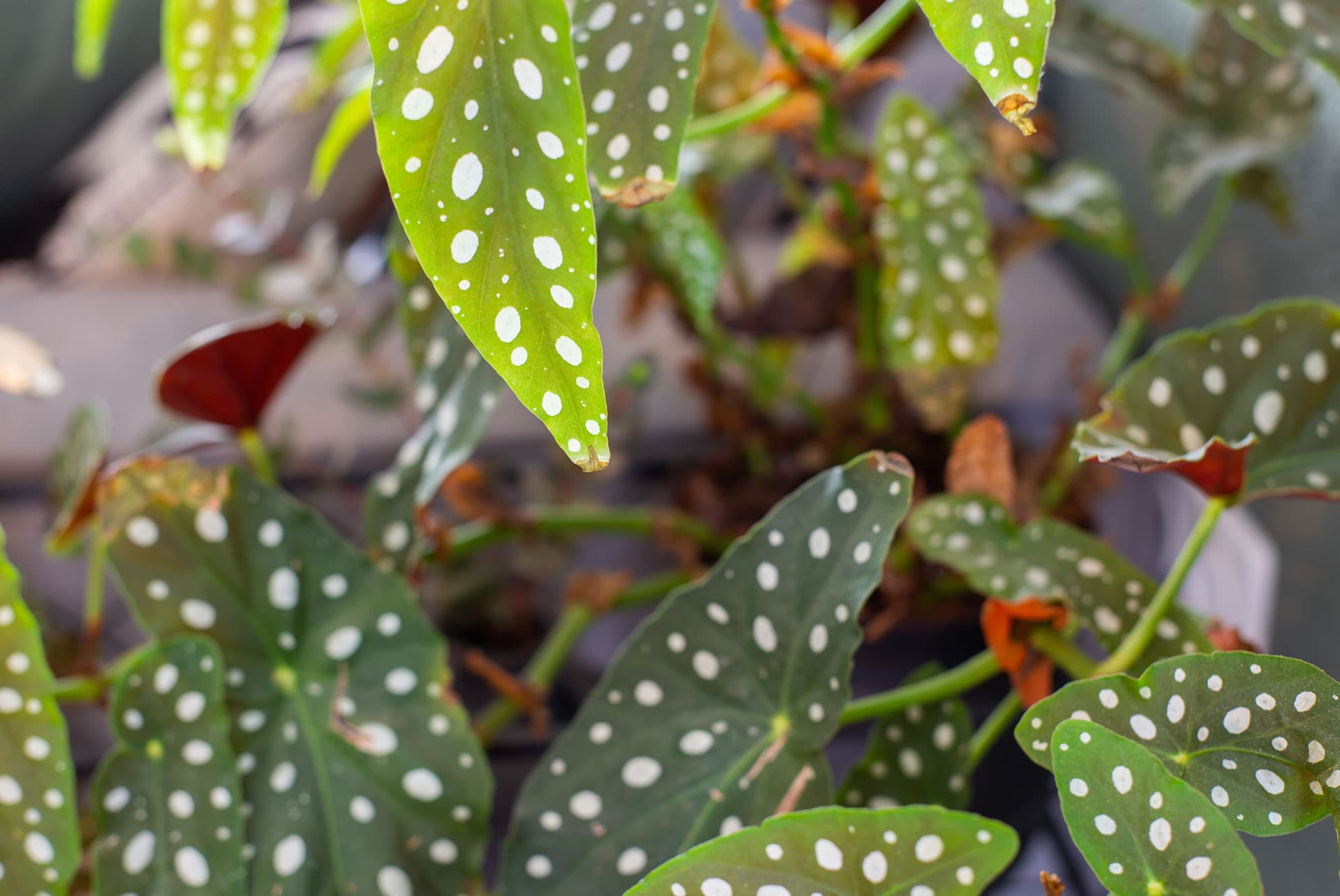 Begonia-Spotted-Leaves
