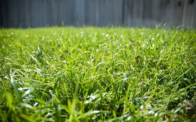 Bermuda Grass in Lawn