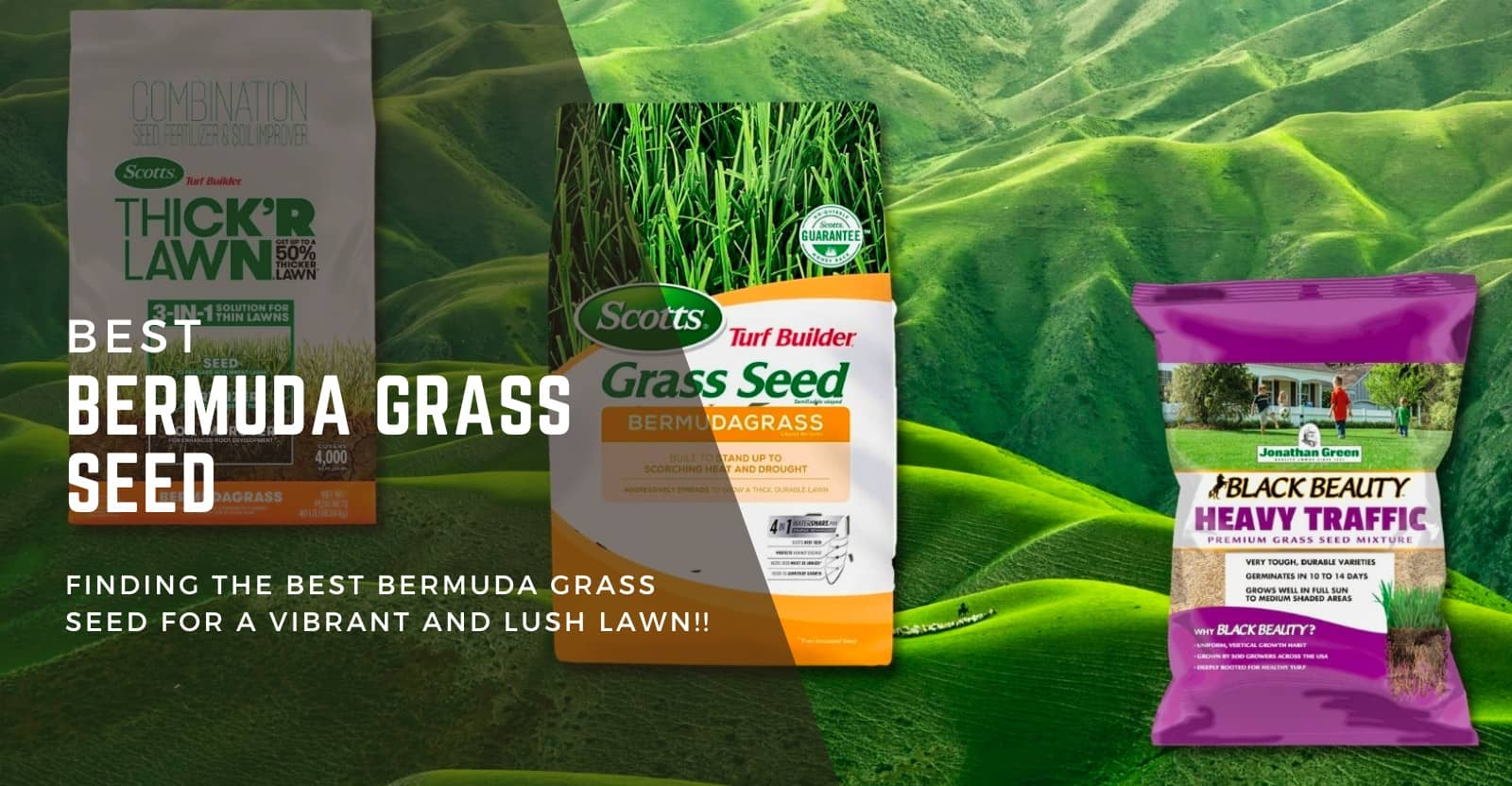 Best Bermuda Grass Seed Review