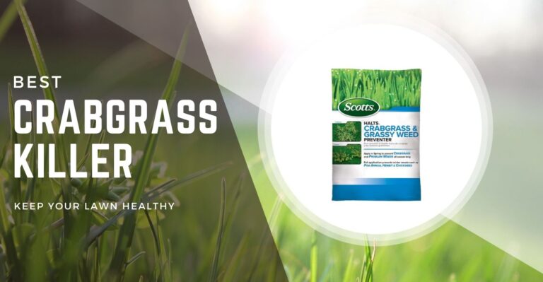 11 Best Crabgrass Killer in 2024: Buying Guide and Reviews