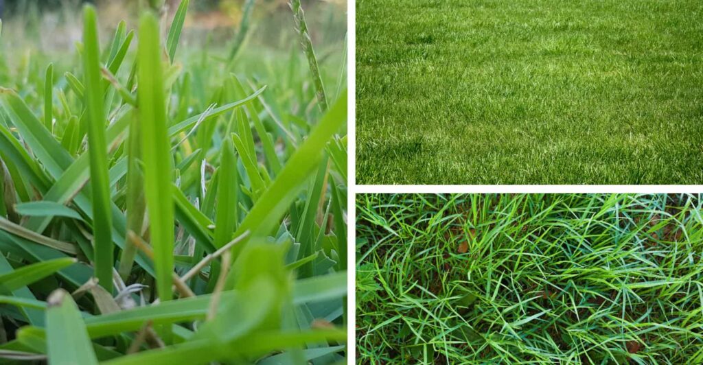 Best Grass For Sandy Soil
