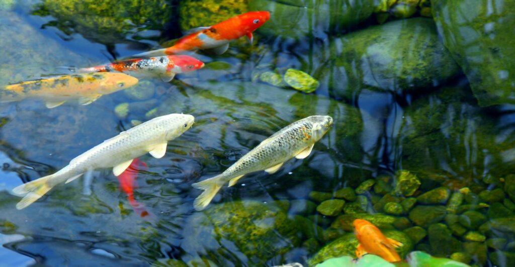 Best Koi Pond Ideas