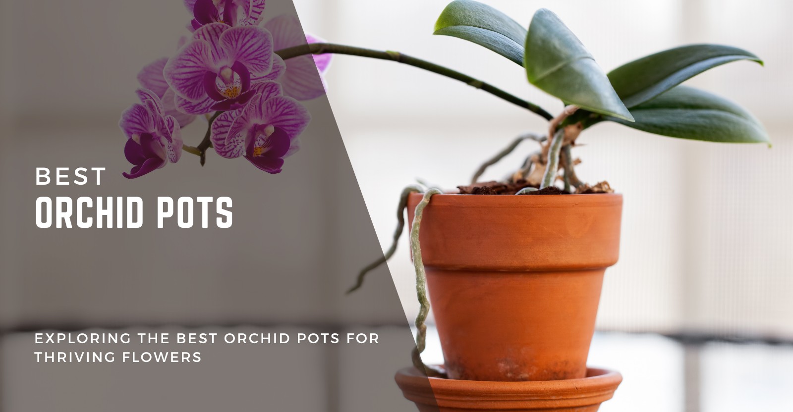 Best Orchid Pots Review