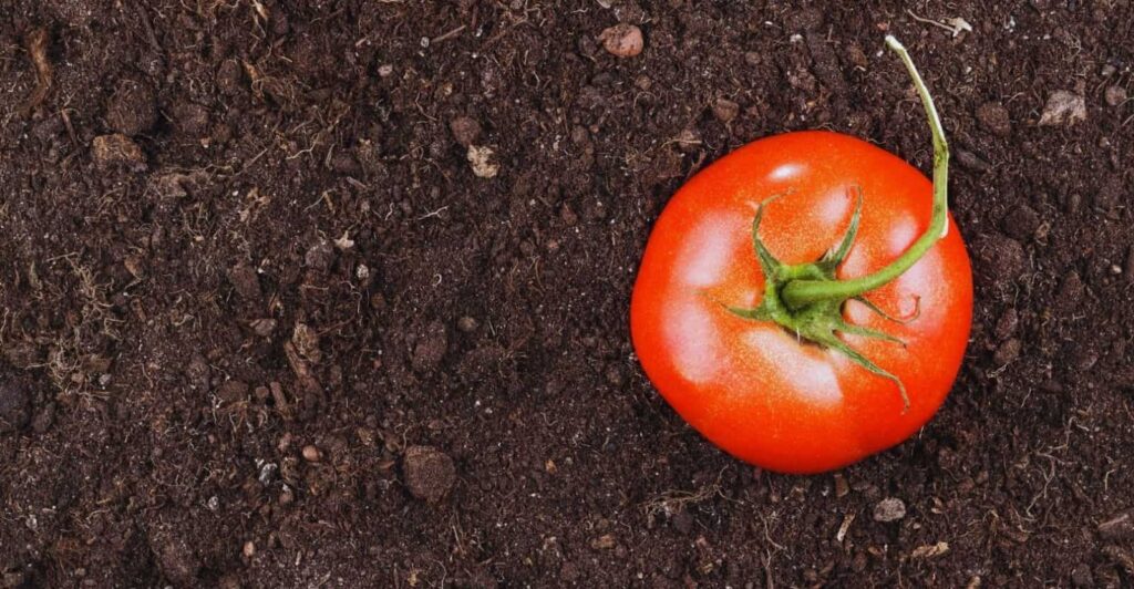 Best Soil for Tomatoes
