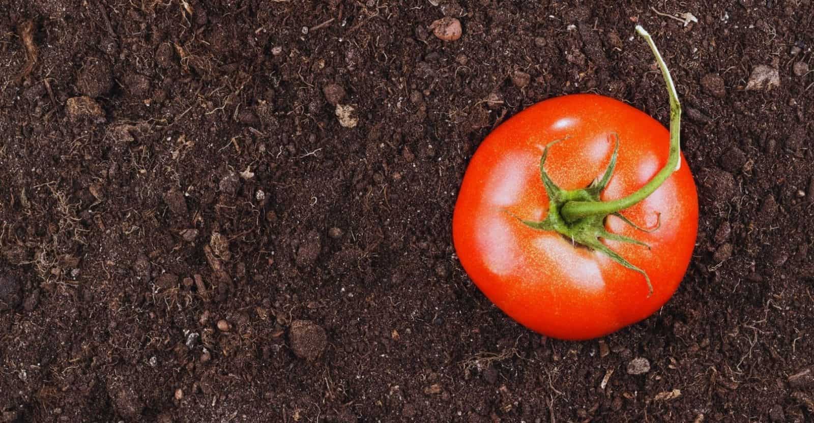 best soil for tomatoes