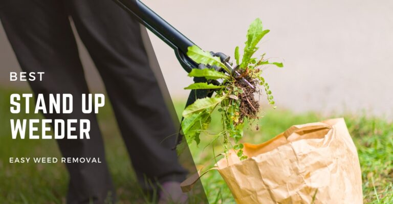 5 Best Stand Up Weeder in 2024 to Remove Weeds Without Hurting Your Back