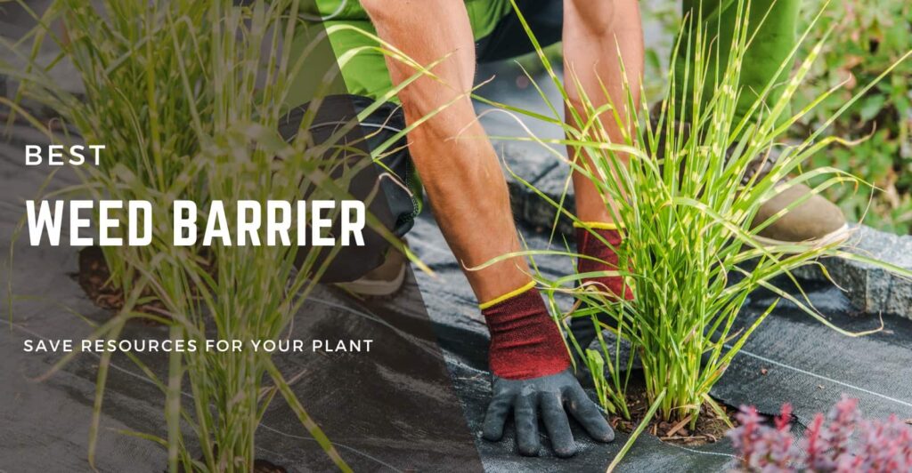 Best Weed Barrier Review