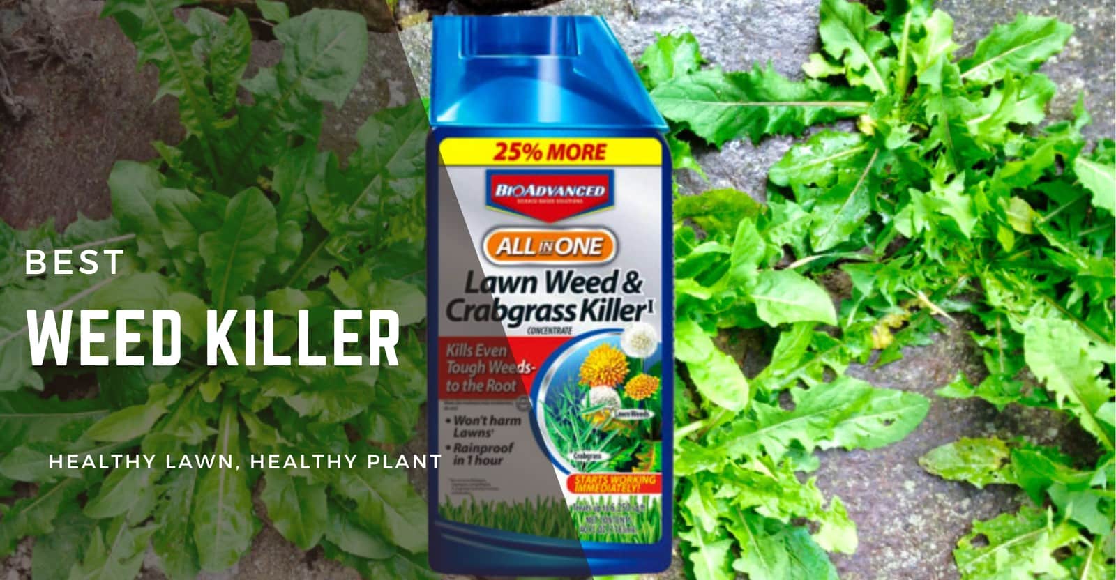 Best Weed Killer for Lawns Review