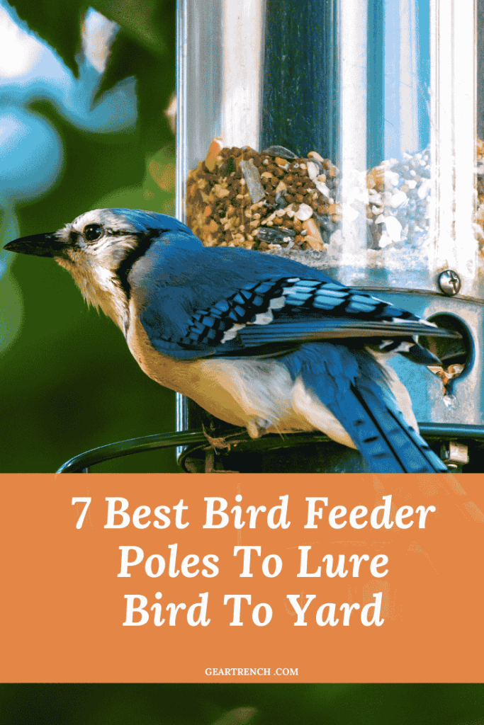 Bird feeder to lure birds in yard