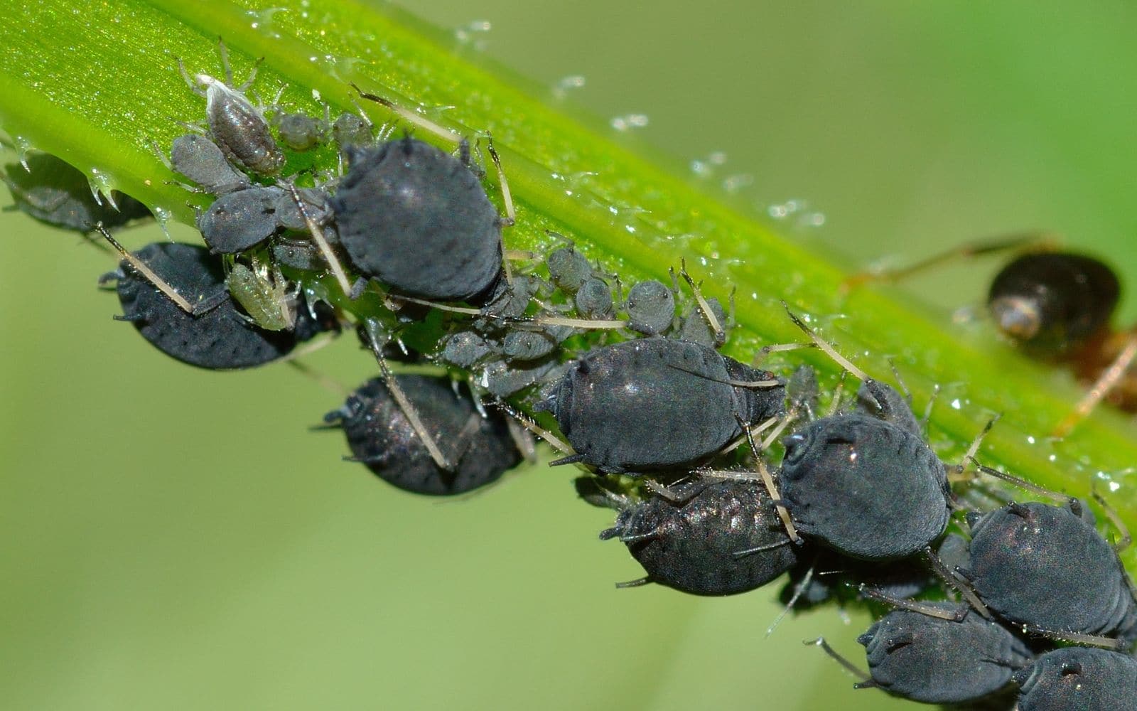 Black Aphids on Plant