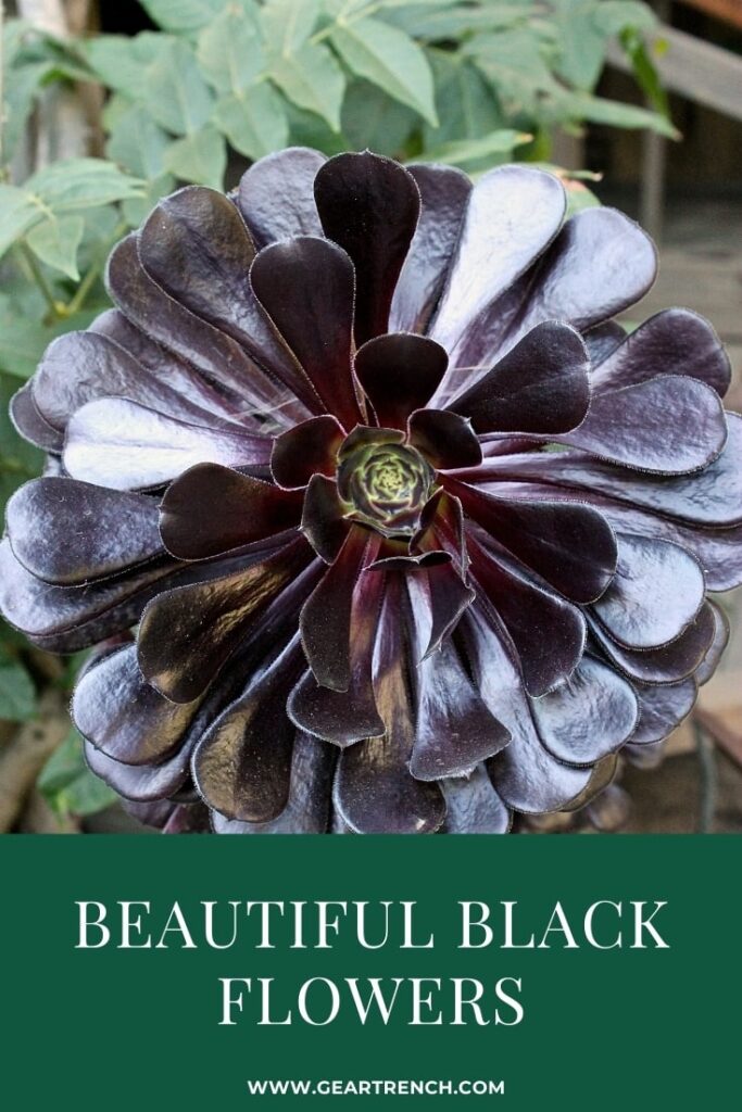 Black Flowers for Garden