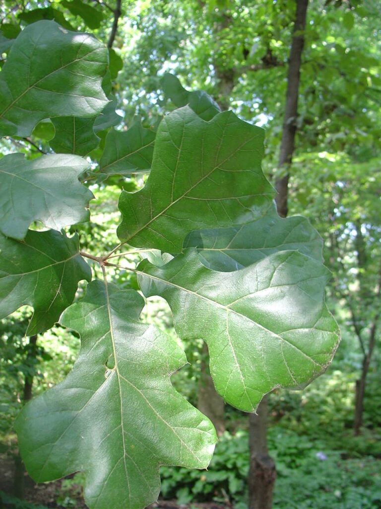 Black Oak Flat leaf