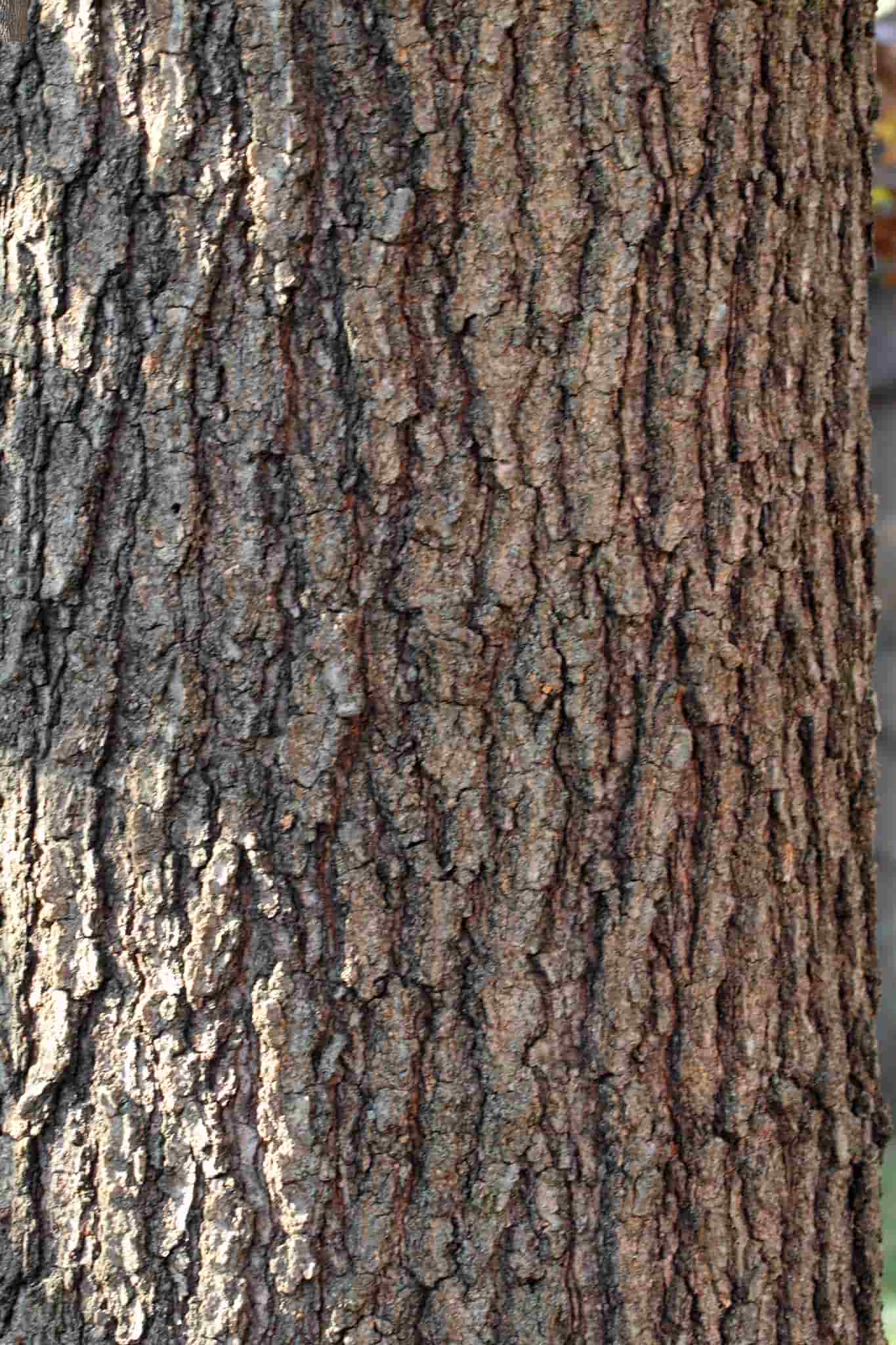 Black Oak Tree Bark