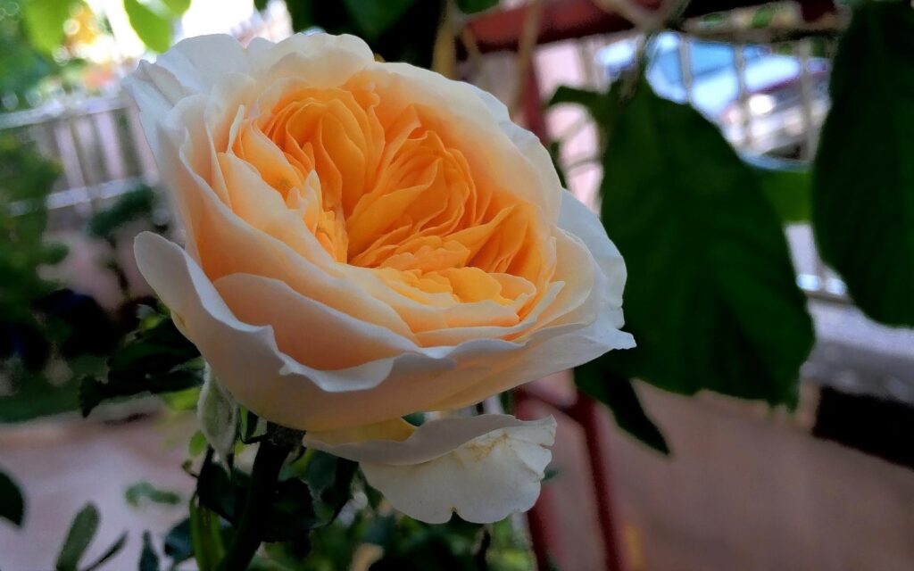 Blooming Juliet Rose
