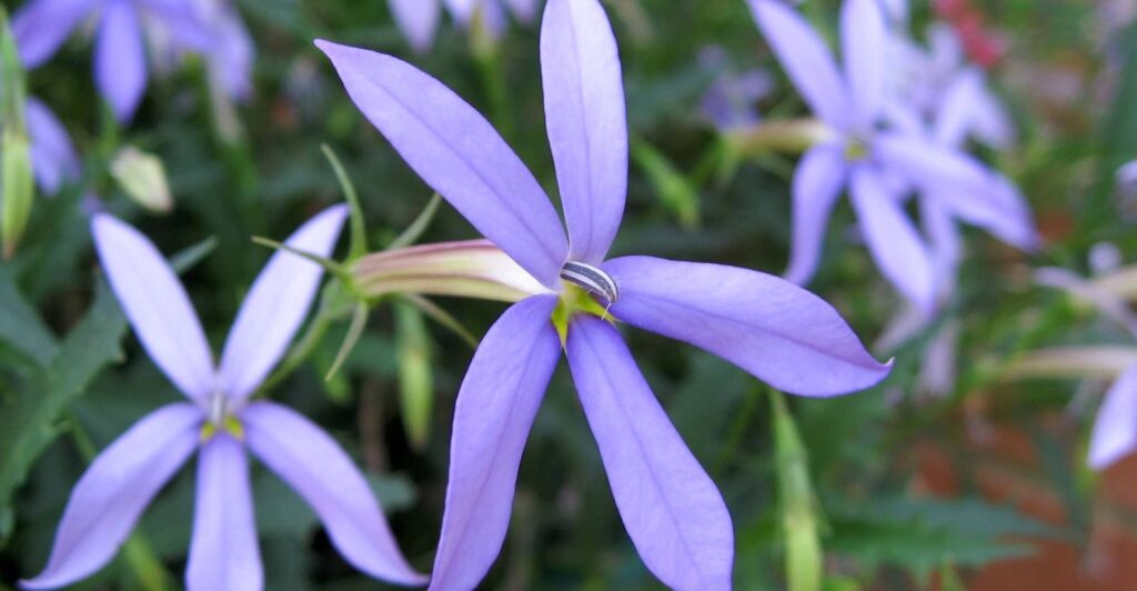 Blue Star Creeper Blooming