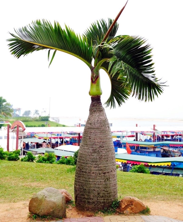 Bottle Palm Tree Care