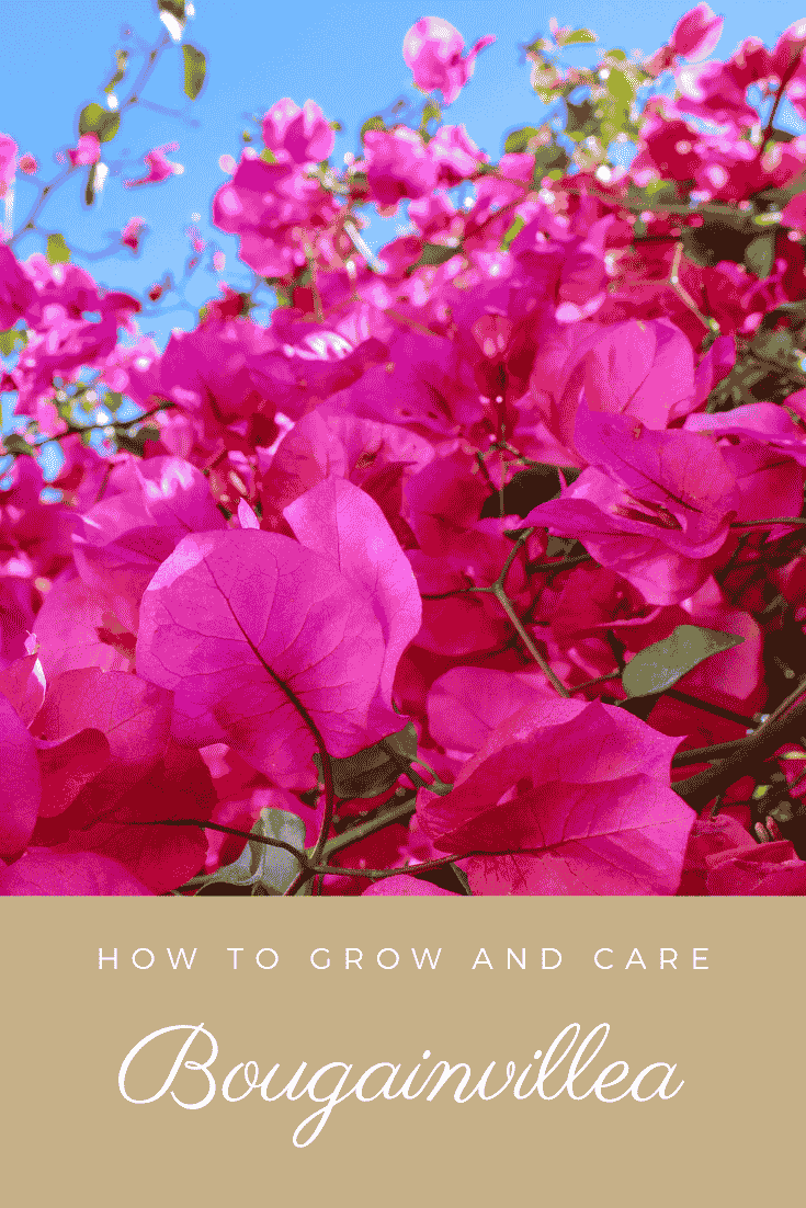 Growing And Caring For Bougainvillea: What You Need To Know