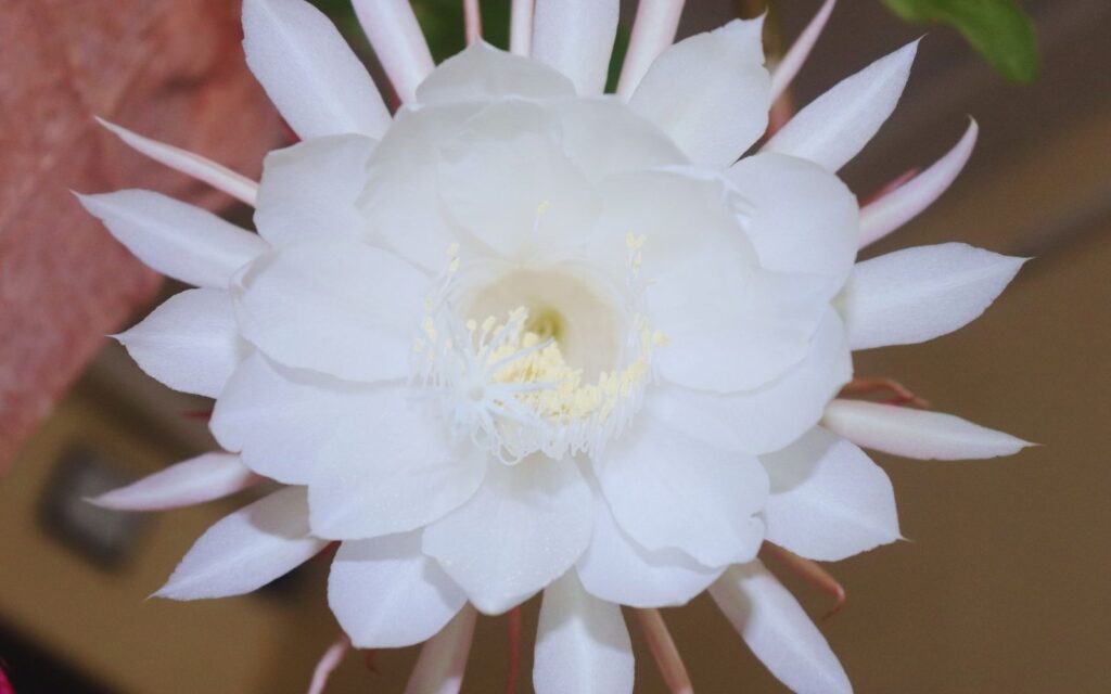 Brahmakamal Flower
