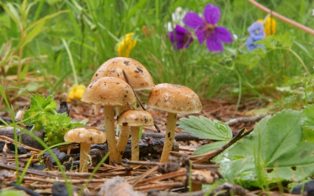 Brown Mushroom in Lawn