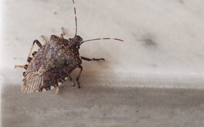 Brown marmorated stink bugs