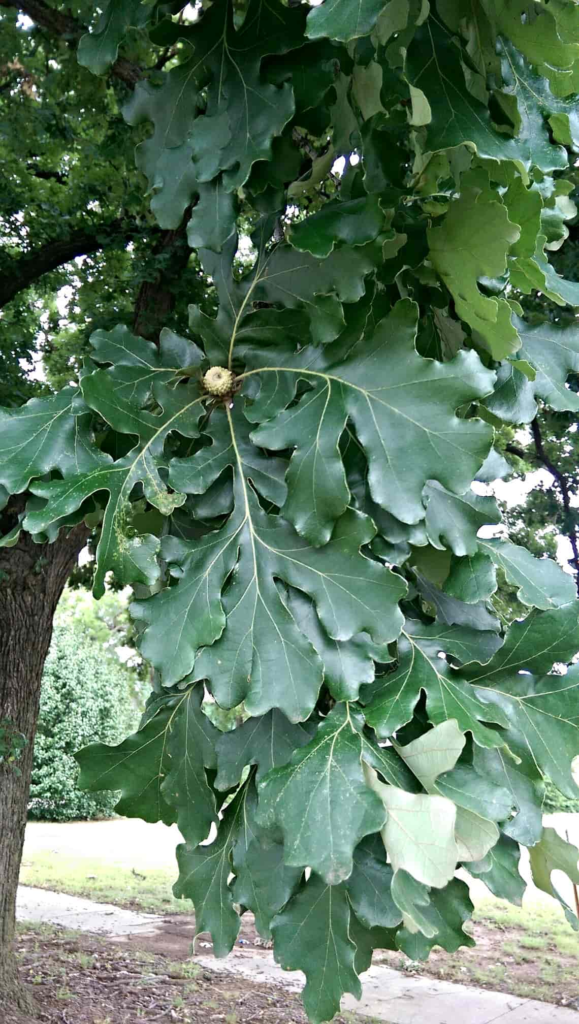 Bur Oak Leaf and Acorn