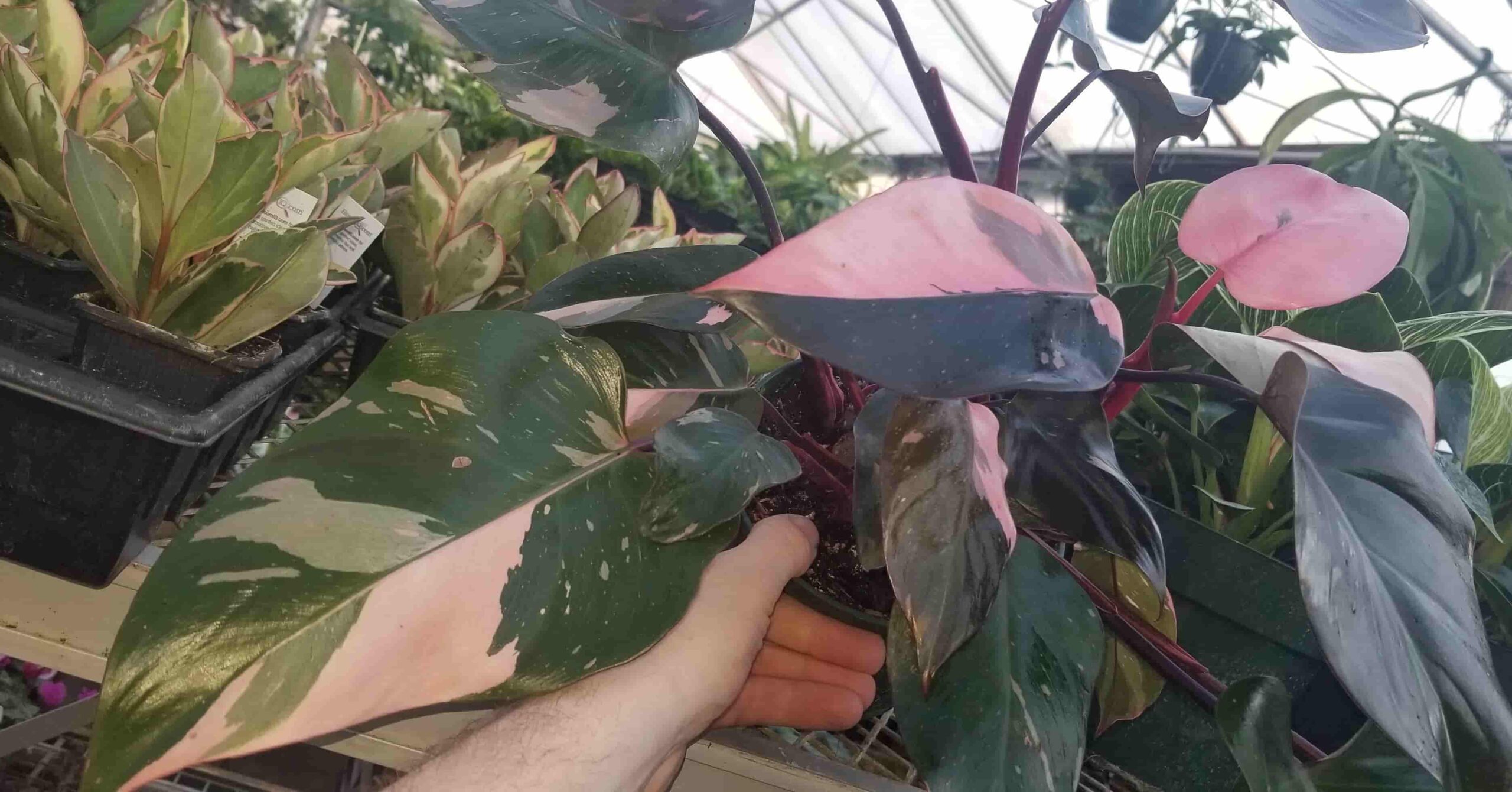 Buy Pink Princess Philodendron