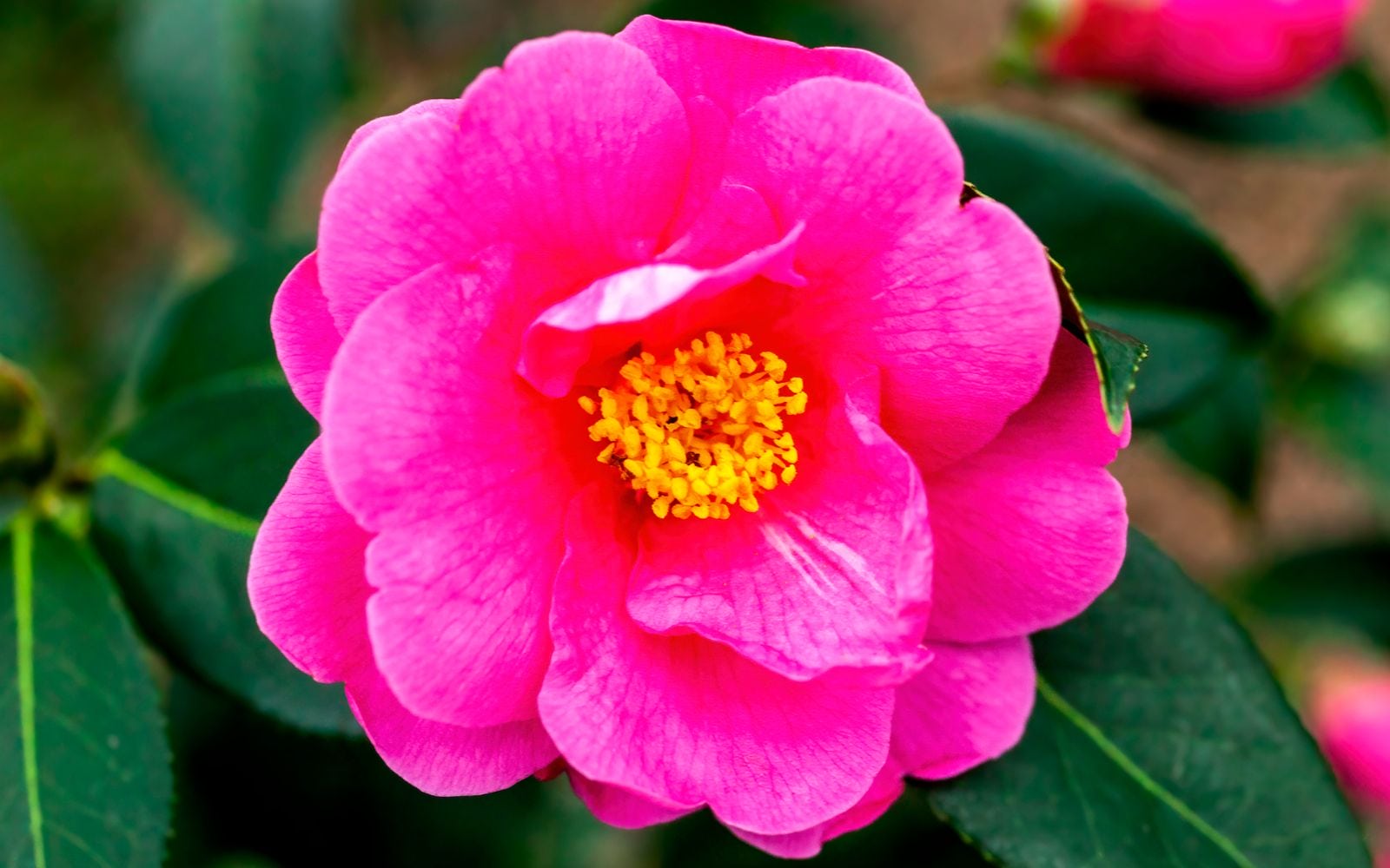 Camellia Williamsii Flower