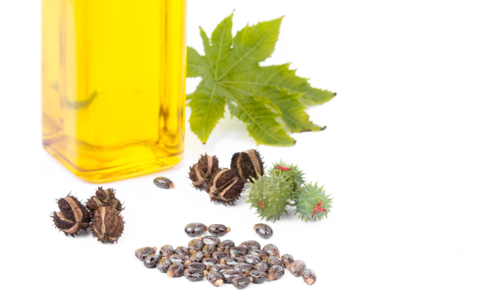 Castor Oil For Groundhog Repellent