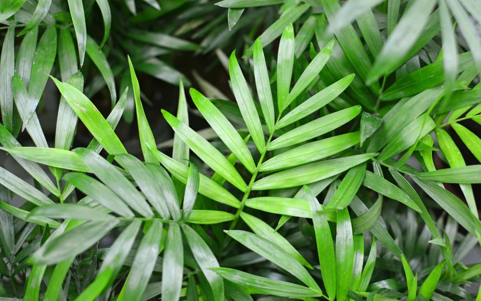 Chamaedorea cataractarum Palm Leaf