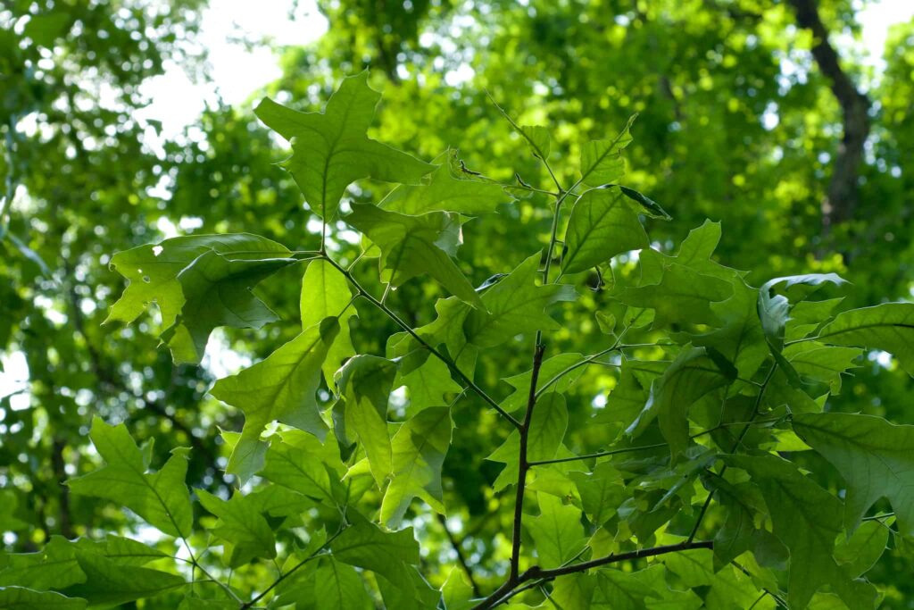 Cherrybark Oak Leaf