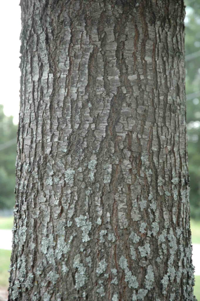 Cherrybark Oak bark