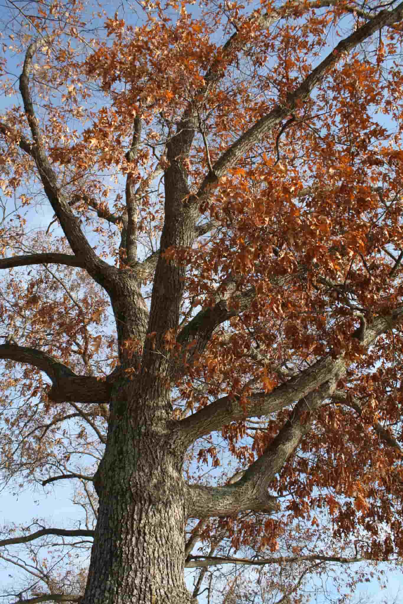 Cherrybark Oak in Fall