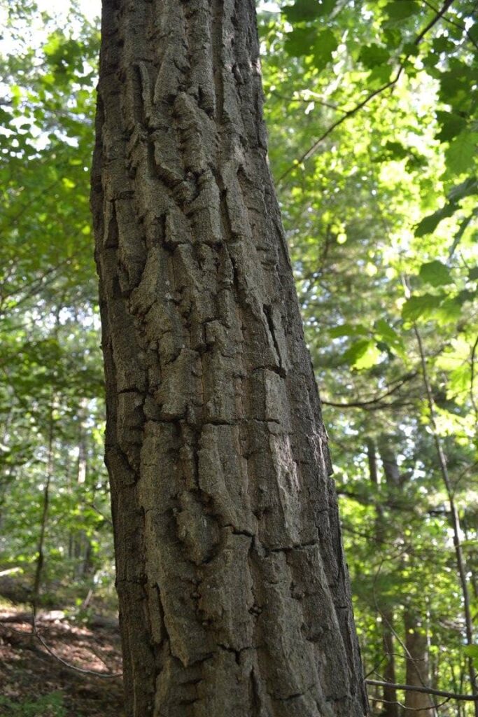 Chestnut Oak Bark